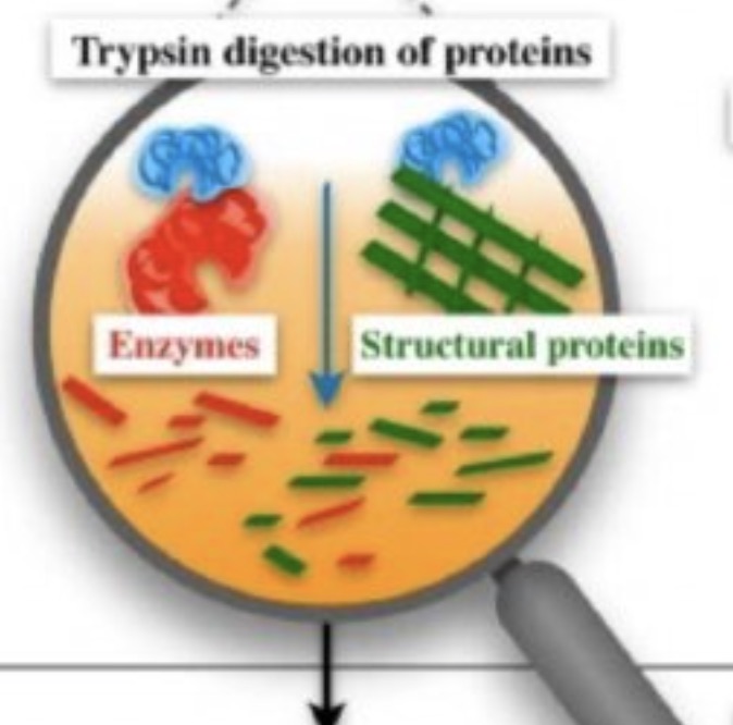 Investigating Enzymes by MALDI Mass Spectrometry 