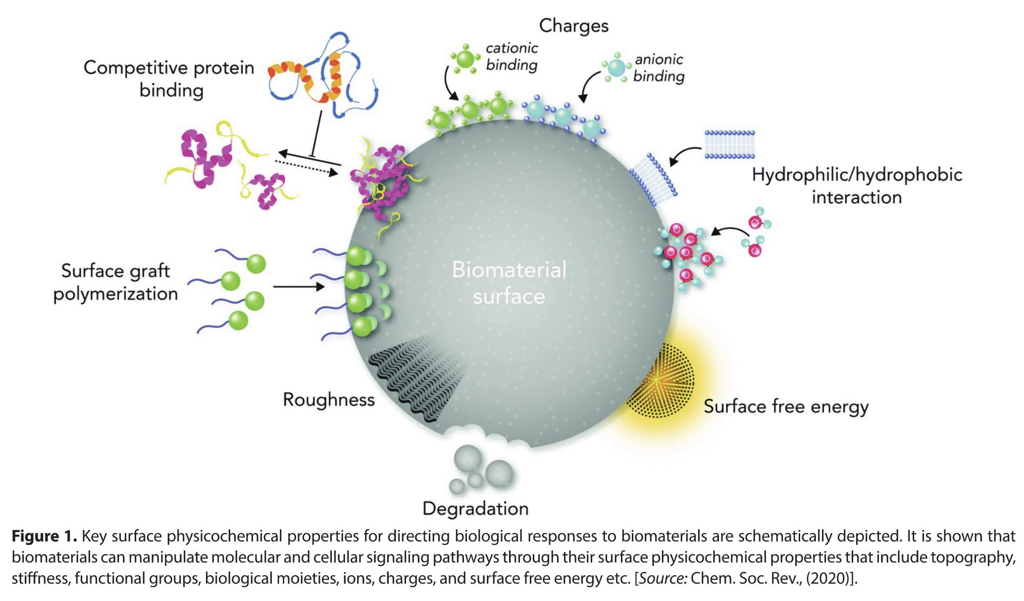 Controlling and Improving Surface Properties of Biomaterials by Chemical Vapor Deposition 