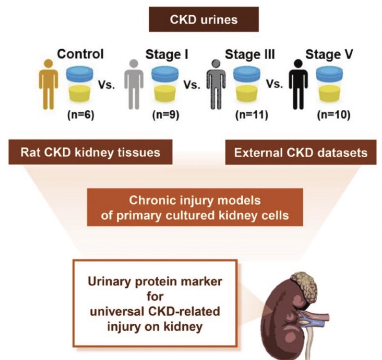 Advanced Mass Spectrometry for Biomarker Discovery for Early Detection of Kidney Injury 